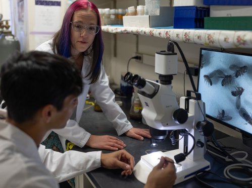 A student and a researcher looking at flies in a microscope